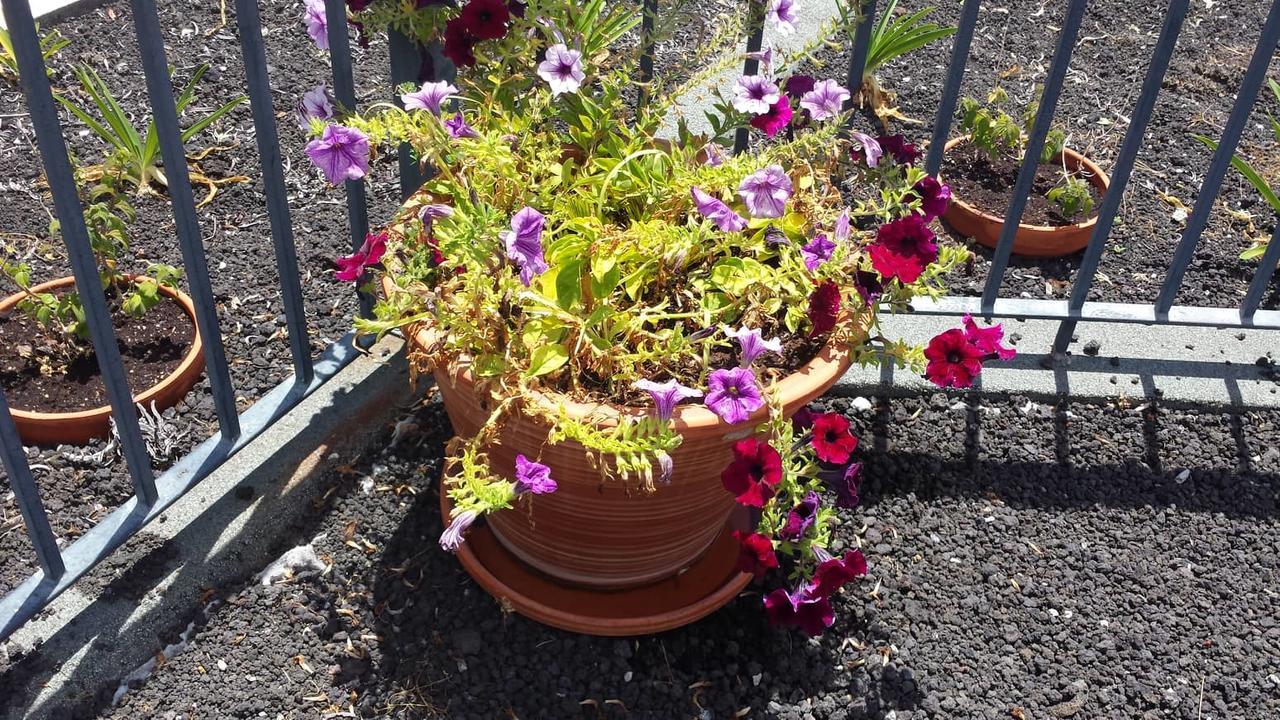 Paraiso Das Flores Estreito Da Calheta Eksteriør billede