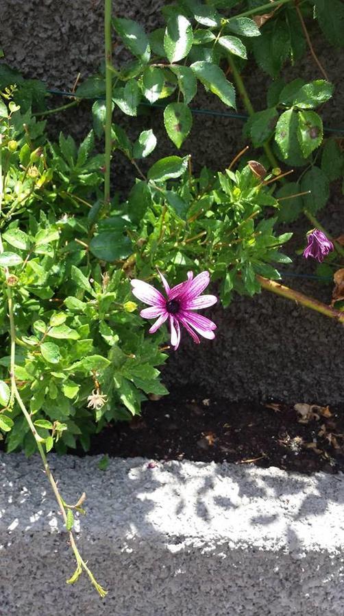 Paraiso Das Flores Estreito Da Calheta Eksteriør billede